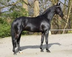 stallion Galaxis (Hanoverian, 2010, from Goldfever II)