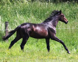 stallion Hengst von Galaxis / Abke (Hanoverian, 2014, from Galaxis)