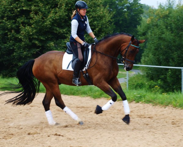 dressage horse Shamrock SN (Westphalian, 2010, from Stoiber SN)