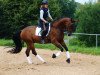 dressage horse Shamrock SN (Westphalian, 2010, from Stoiber SN)