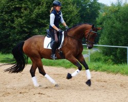 dressage horse Shamrock SN (Westphalian, 2010, from Stoiber SN)