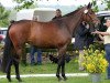 broodmare Sinfonie (Hanoverian, 2009, from Sandro Hit)