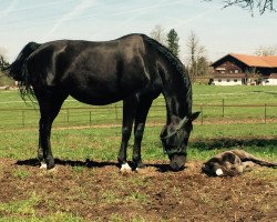 broodmare Rebe (Hanoverian, 2001, from Rotspon)