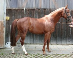 horse Cosino S (Bavarian, 2011, from Cosino B)