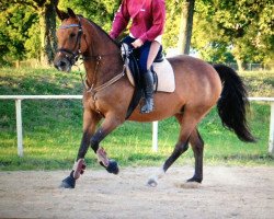 jumper Gazelle Ro (German Sport Horse, 2007, from Lancelot Quainton)