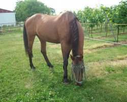 Pferd Quinny (Zweibrücker, 1981, von Waldjaeger)