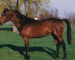 horse Pedro (Zweibrücken, 1996, from Premier)