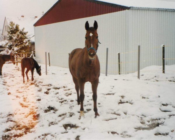 Zuchtstute Gesa (Zweibrücker, 1981, von Grandus)