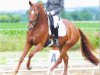 dressage horse Bella Donna 111 (Hanoverian, 2009, from Belissimo NRW)