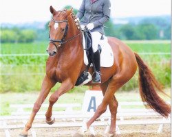 dressage horse Bella Donna 111 (Hannoveraner, 2009, from Belissimo NRW)