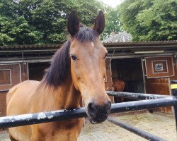 broodmare Germain (Holsteiner, 1992, from Caletto I)