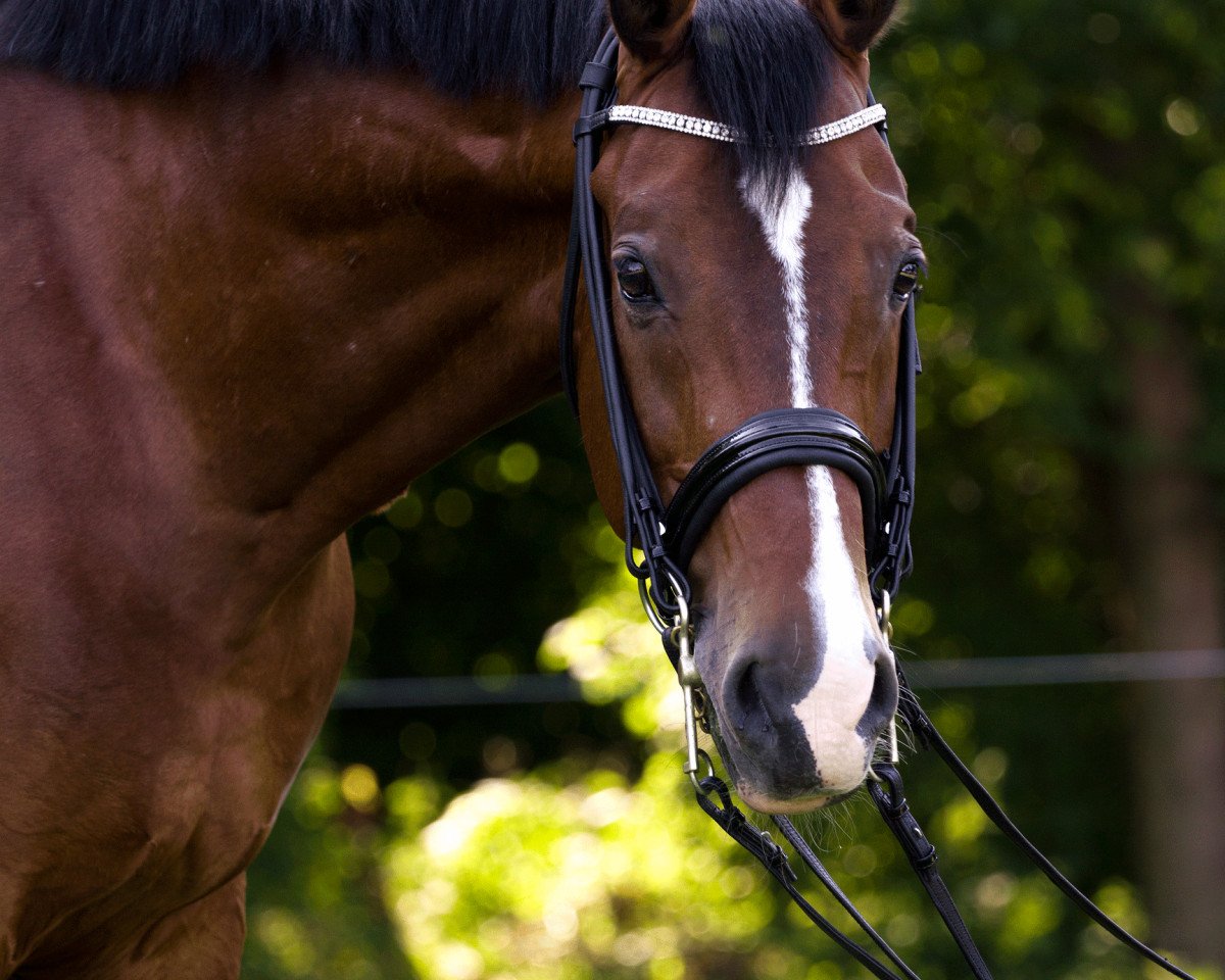 dressage horse Luke 90 (Holsteiner, 2003, from Lacapo)