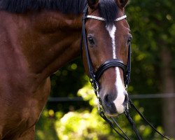 dressage horse Luke 90 (Holsteiner, 2003, from Lacapo)