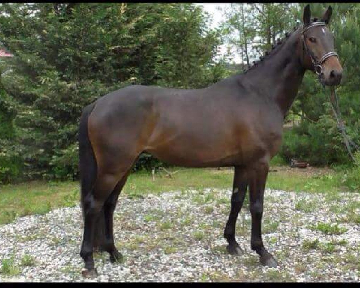 jumper Coke Zero (Austrian Warmblood, 2009, from Canturo)