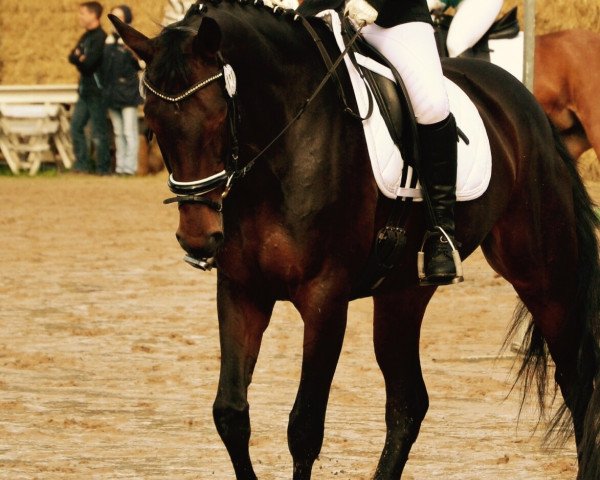 dressage horse Capri Ice R. (Westphalian, 2005, from Collin L)
