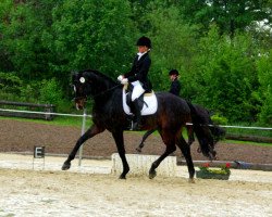 dressage horse Ashley 128 (Westphalian, 2002, from Acord II)