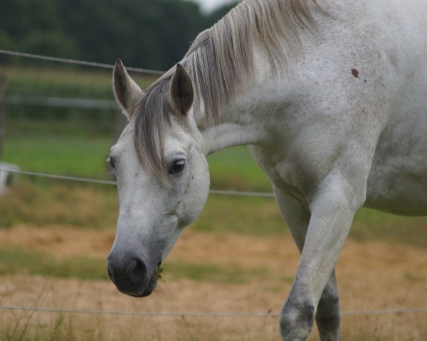 Pferd Happy Sky (Trakehner, 2002, von Key West)