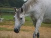 horse Happy Sky (Trakehner, 2002, from Key West)