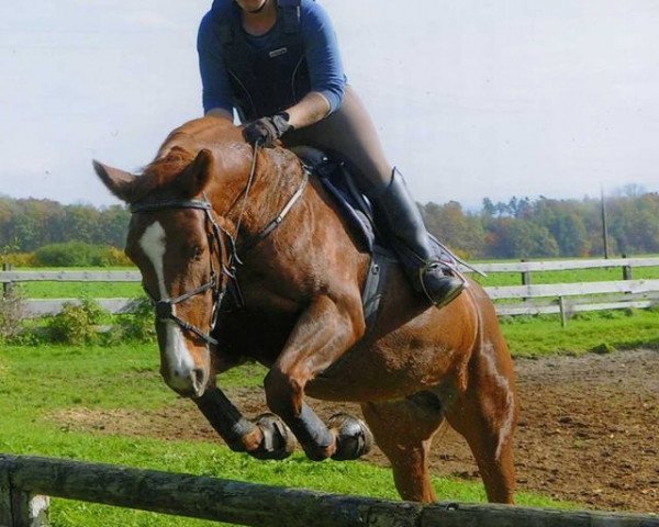 jumper Lady's Leotine (Württemberger, 2002)