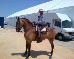 Pferd Estrella (Andalusier, 2005)