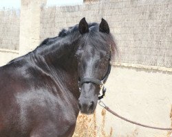 Pferd Max (Pura Raza Espanola (PRE), 2002)