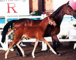 broodmare Louisiana II (Trakehner, 1985, from Tizian)