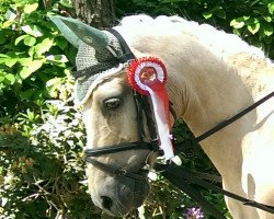 jumper Aspidistra A.T. (German Riding Pony, 1994, from Amarillys Sensation D)