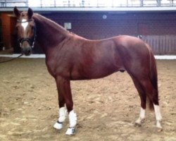 dressage horse Fidel Castro 4 (Hanoverian, 2012, from Fürst Romancier)