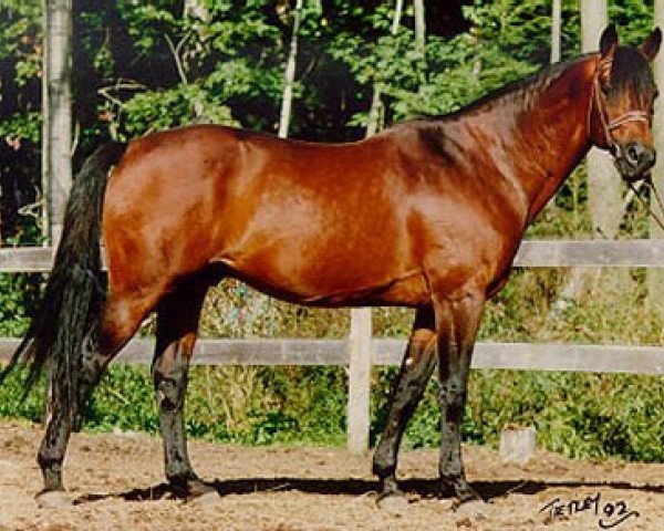 stallion Graditz (Trakehner, 1975, from Rondo)