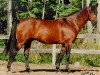 stallion Graditz (Trakehner, 1975, from Rondo)
