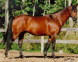 stallion Graditz (Trakehner, 1975, from Rondo)