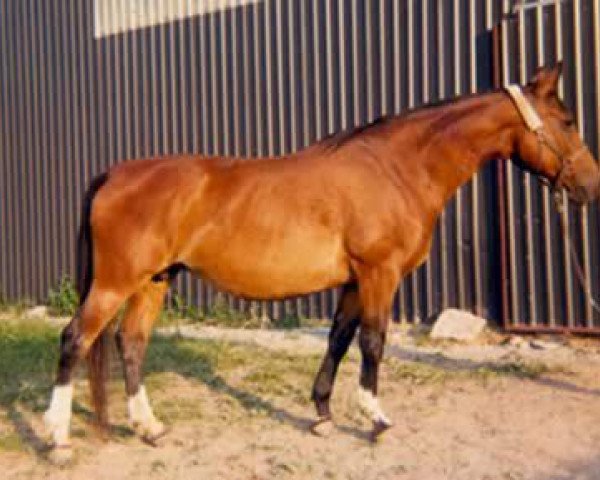 broodmare Gitarrene (Trakehner, 1959, from Ortelsburg)