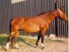 broodmare Gitarrene (Trakehner, 1959, from Ortelsburg)