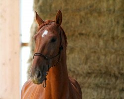 jumper Gouverneur 61 (Hanoverian, 2007, from Graf Top)