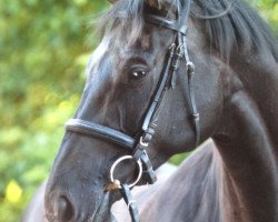 broodmare Ulanda (Trakehner, 1999, from Louidor)