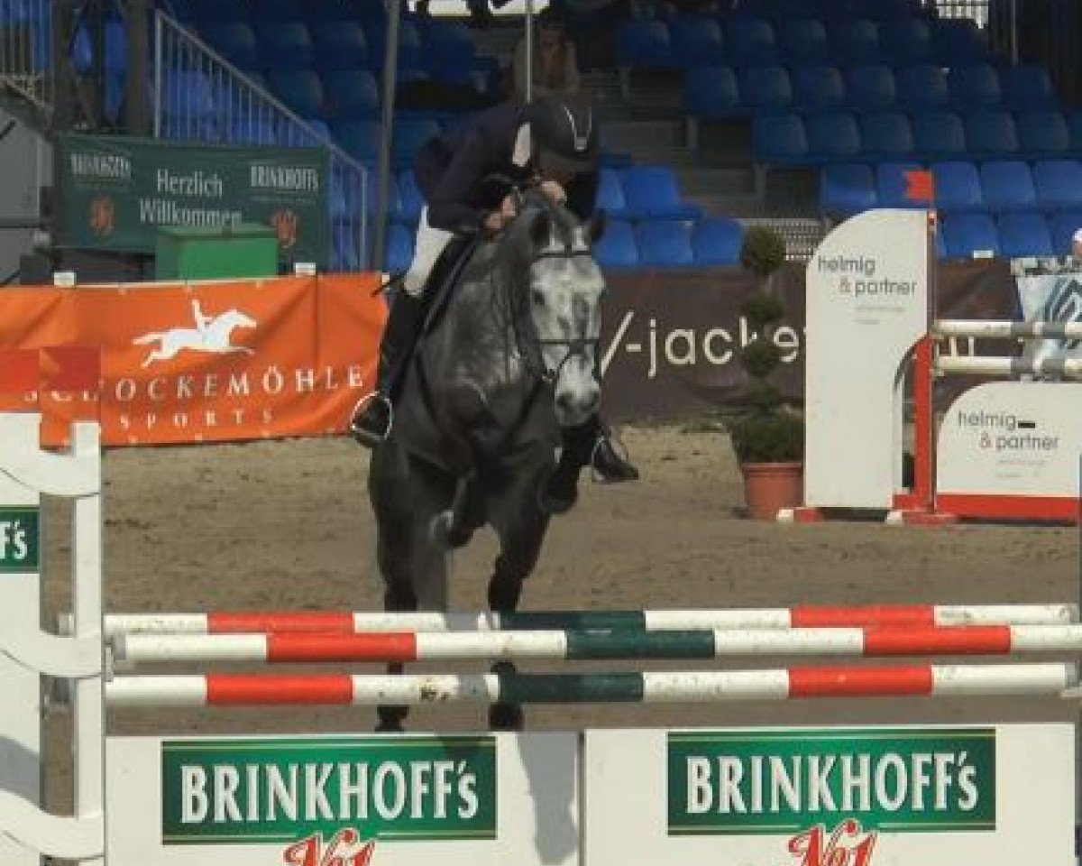 Springpferd Carlitos 9 (Westfale, 2009, von Cornet Fever)