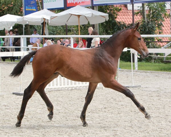 dressage horse Hohenlohe 5 (Württemberger, 2011, from Hot Spirit)