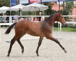 dressage horse Hohenlohe 5 (Württemberger, 2011, from Hot Spirit)