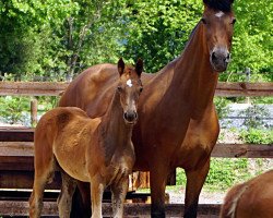 broodmare Camilla 85 (Oldenburg, 2004, from Rubin Royal OLD)