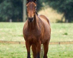 broodmare Florenciana (Rhinelander, 2013, from Florenciano 6)