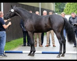 Dressurpferd Mister Leatherdale (Rheinländer, 2013, von E.H. Millennium)