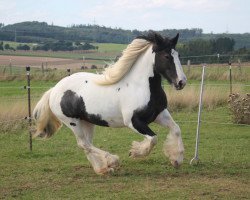 Pferd Tinkerbell (Tinker / Irish Cob / Gypsy Vanner)