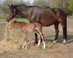 broodmare Vieke Gareia (Westphalian, 2001, from Vivaldi)