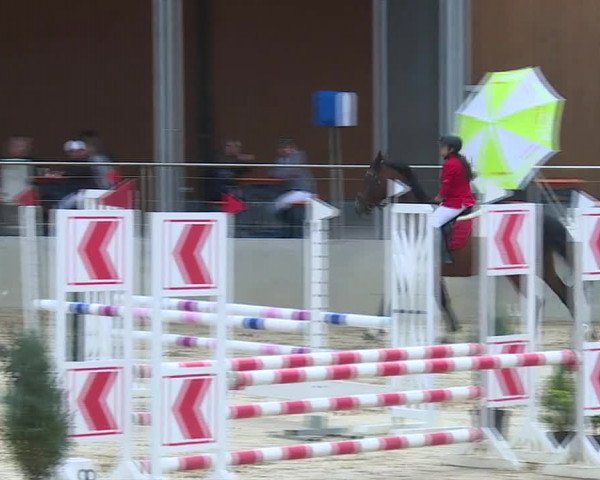 Reitturnier Schwyz 2020