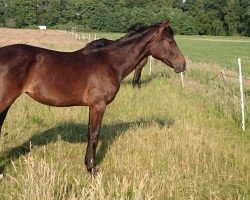 broodmare Desdemona (Hanoverian, 2014, from Dubarry 41)