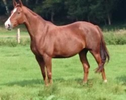 broodmare Diavera (Hanoverian, 2005, from Don Vino)