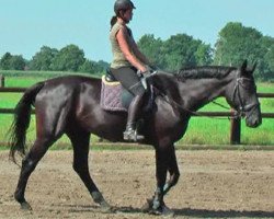 horse HandsomeFellow - Hannes (Hanoverian, 2008, from Hohenstein I)