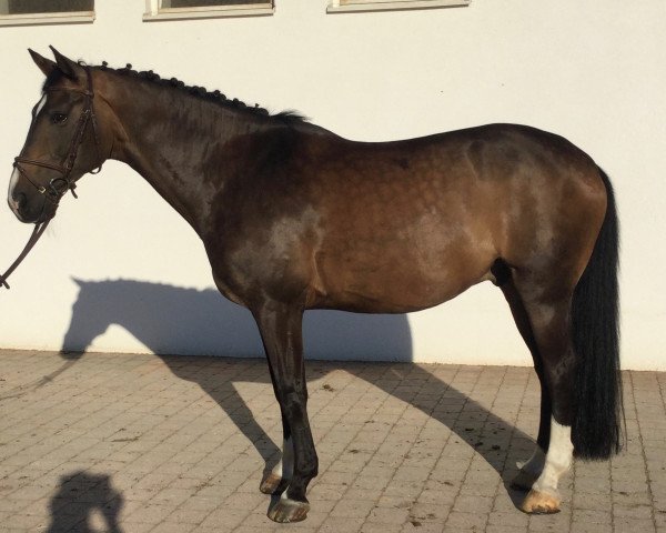 dressage horse Lancelot 368 (Czech Warmblood, 2004, from Lantaan)