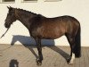 dressage horse Lancelot 368 (Czech Warmblood, 2004, from Lantaan)