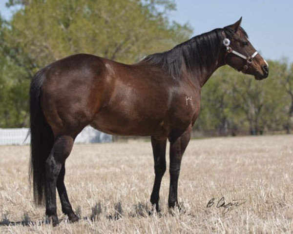 Zuchtstute Solara (Quarter Horse, 1998, von Band Of Azure)